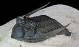 Zlichovaspis Trilobite - Excellent Preservation #66344-3